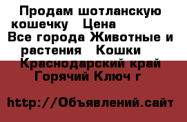 Продам шотланскую кошечку › Цена ­ 10 000 - Все города Животные и растения » Кошки   . Краснодарский край,Горячий Ключ г.